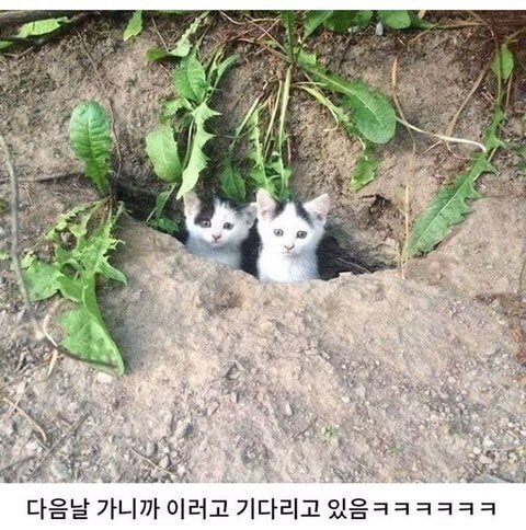 길냥이 배식했더니..