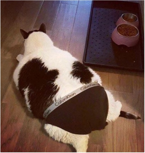 진짜 최근 본것중에 사진한장으로 젤 웃김